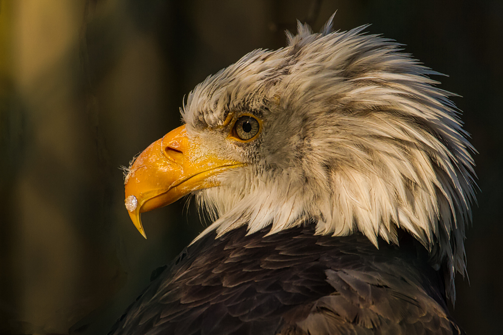 Weißkopfseeadler .....