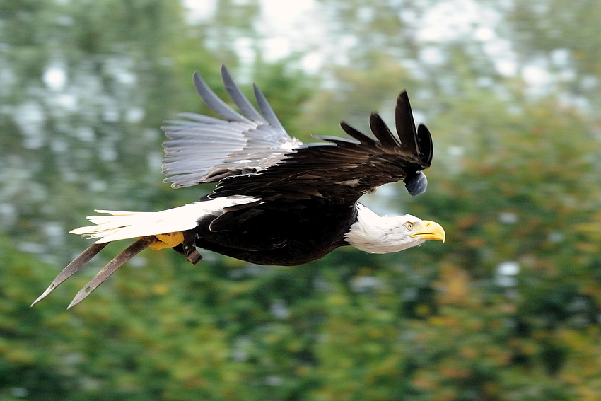 Weisskopfseeadler