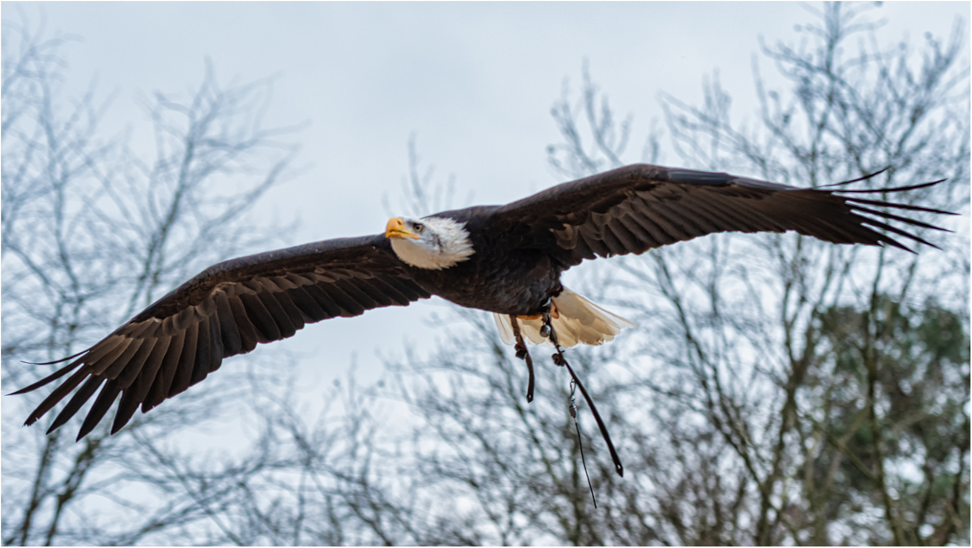 Weißkopfseeadler