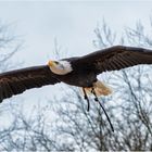 Weißkopfseeadler