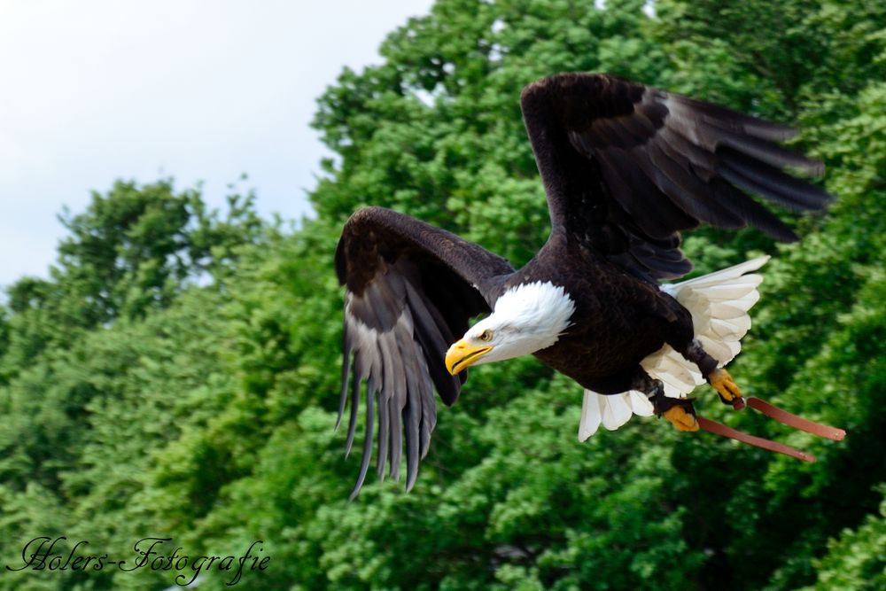 Weißkopfseeadler