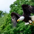 Weißkopfseeadler