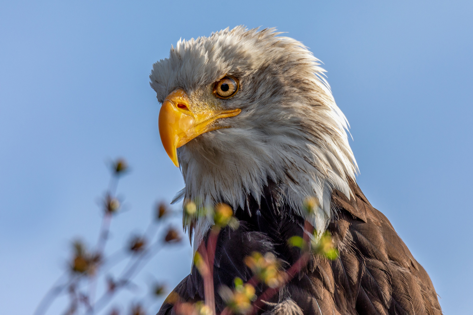 Weißkopfseeadler 