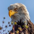 Weißkopfseeadler 