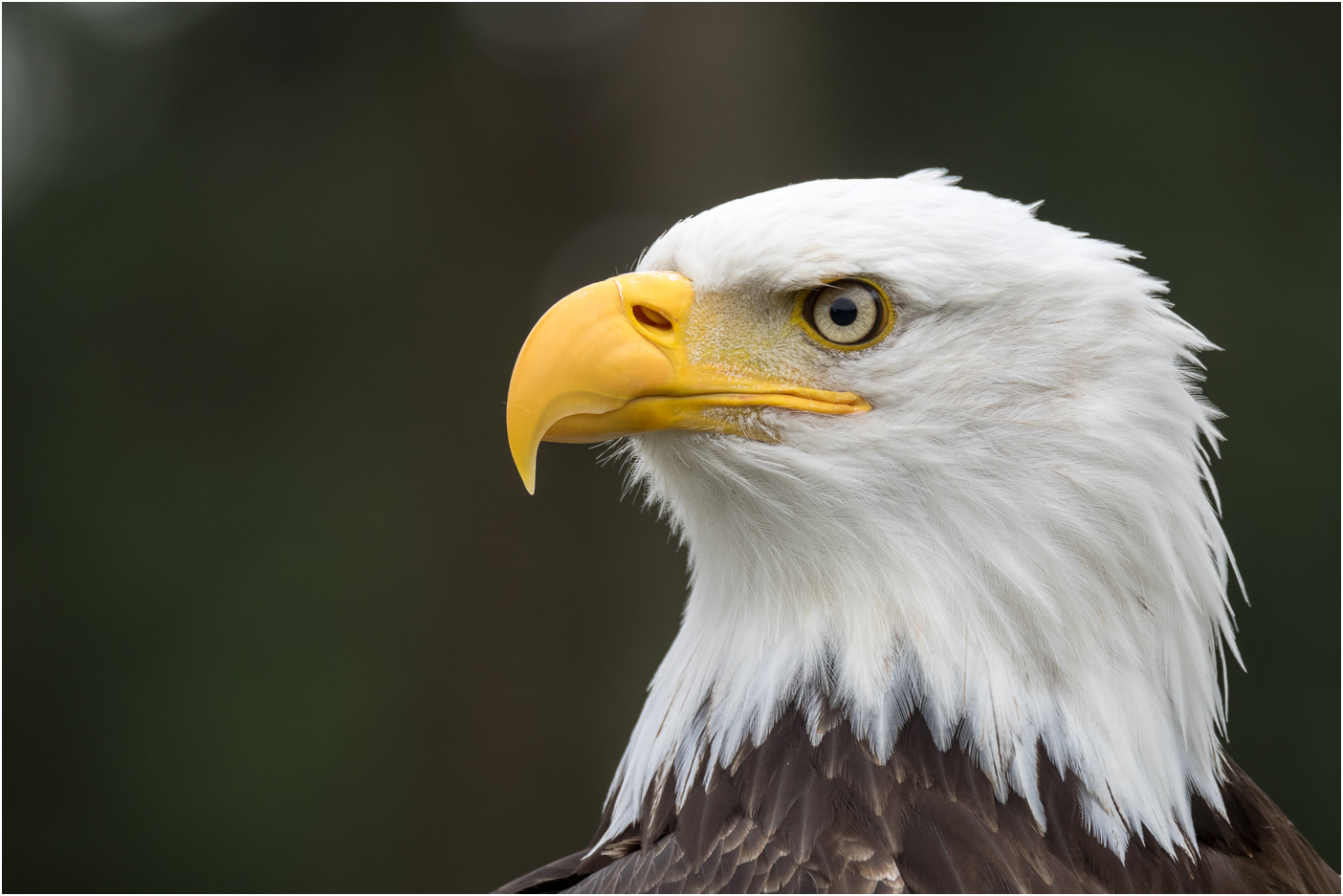 Weißkopfseeadler