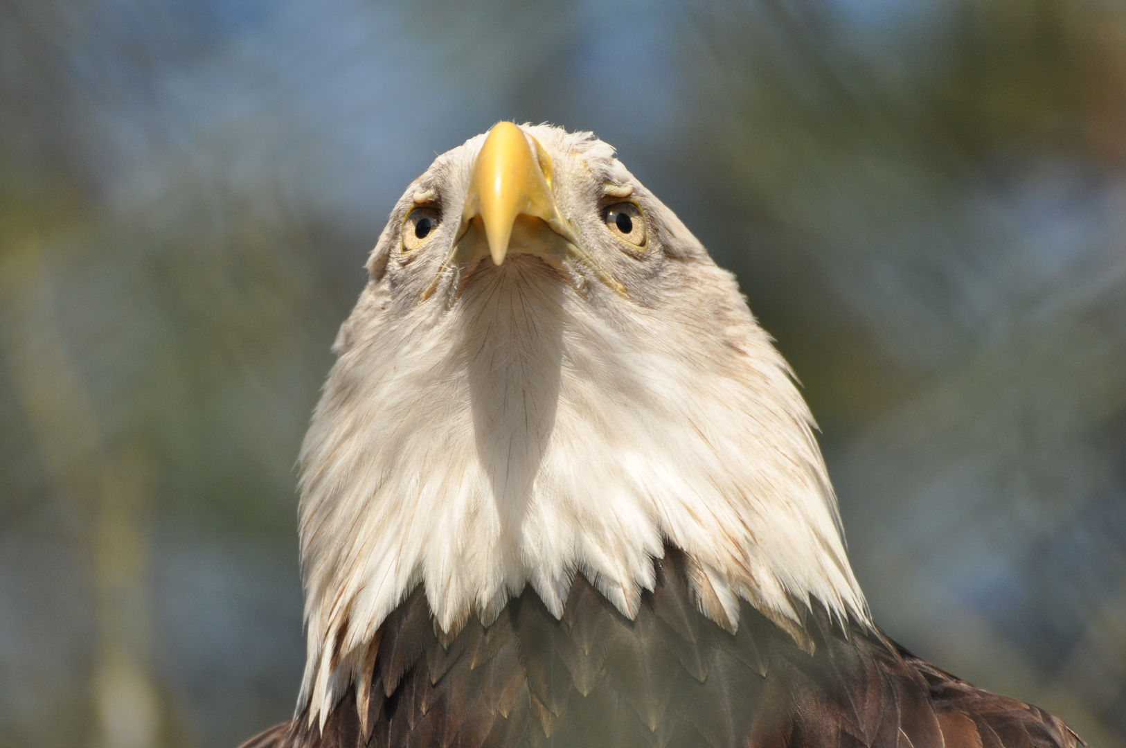 Weißkopfseeadler