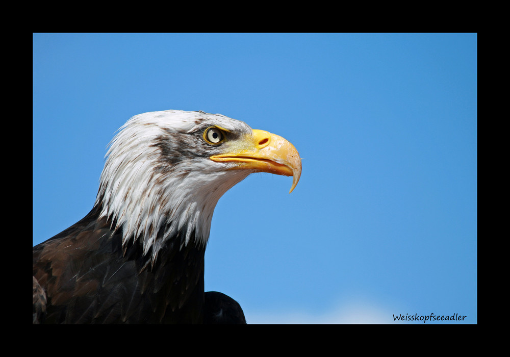 Weisskopfseeadler