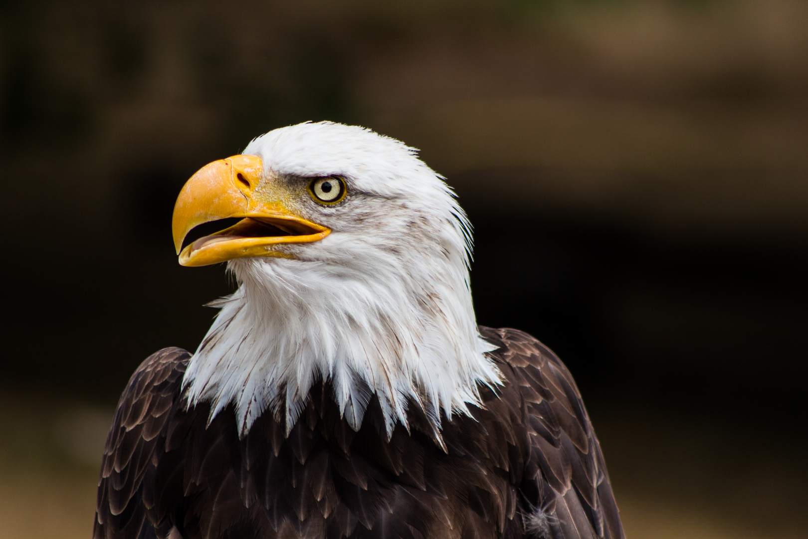 Weißkopfseeadler