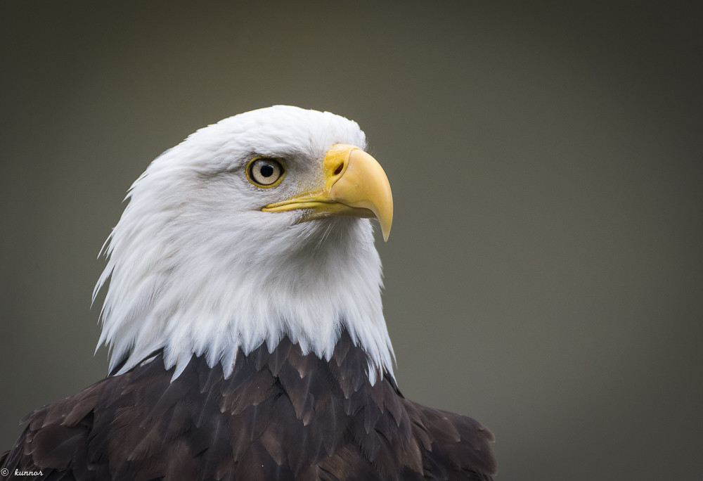 Weißkopfseeadler