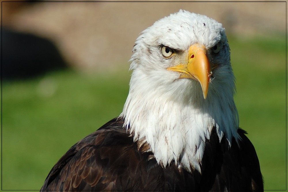 Weißkopfseeadler