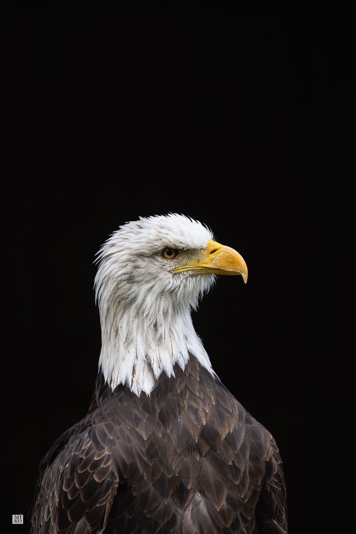 Weißkopfseeadler