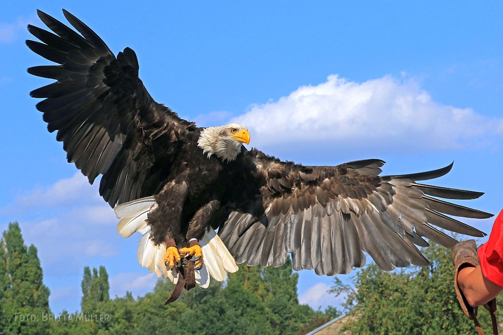 Weißkopfseeadler