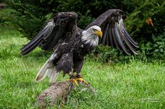 Weißkopfseeadler