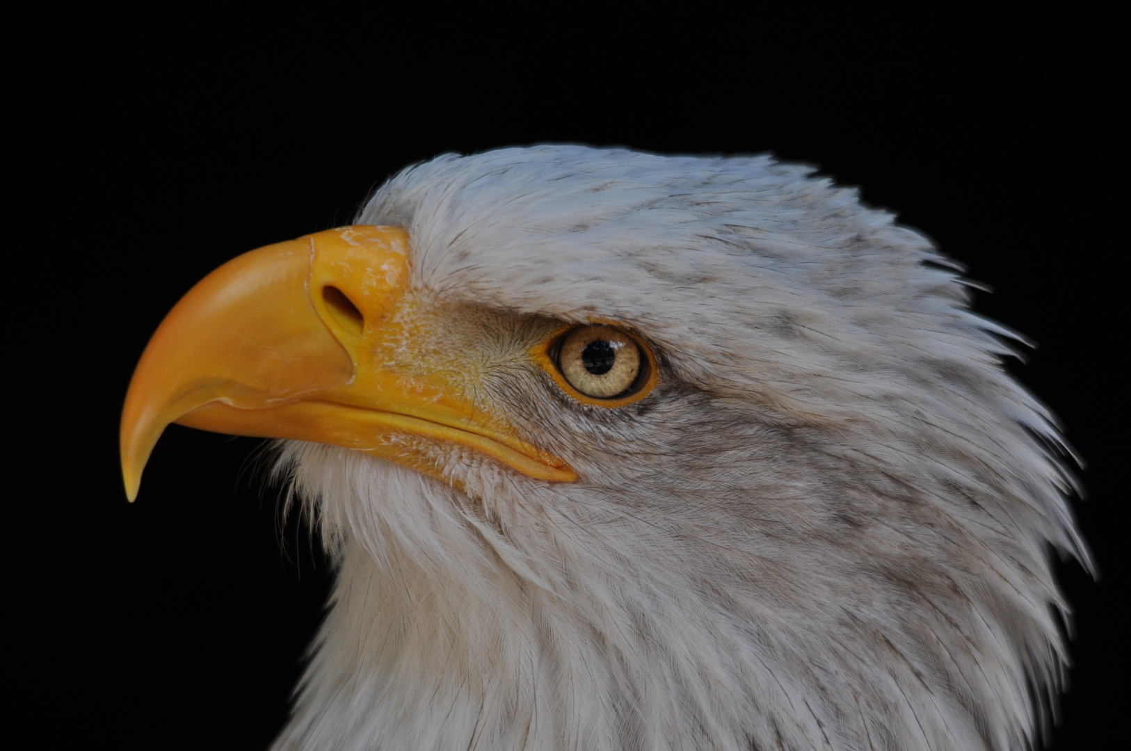 Weisskopfseeadler