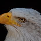 Weisskopfseeadler