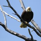 Weißkopfseeadler