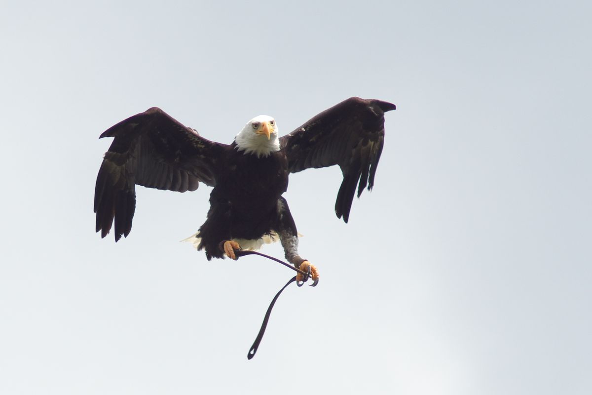 Weißkopfseeadler