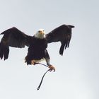 Weißkopfseeadler