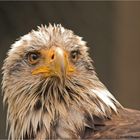 Weißkopfseeadler