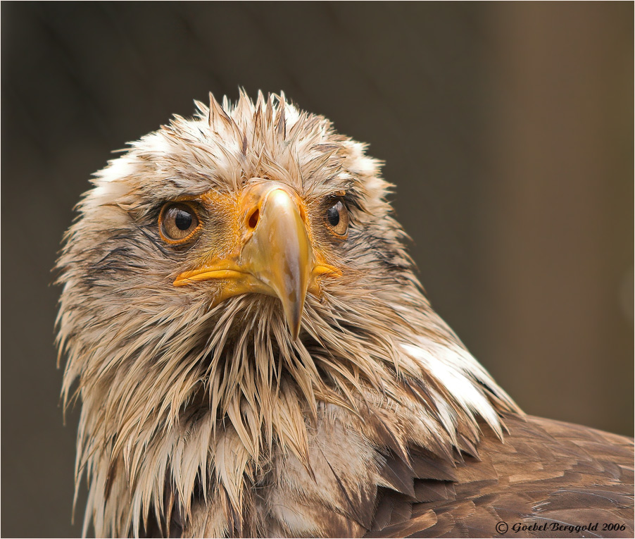 Weißkopfseeadler