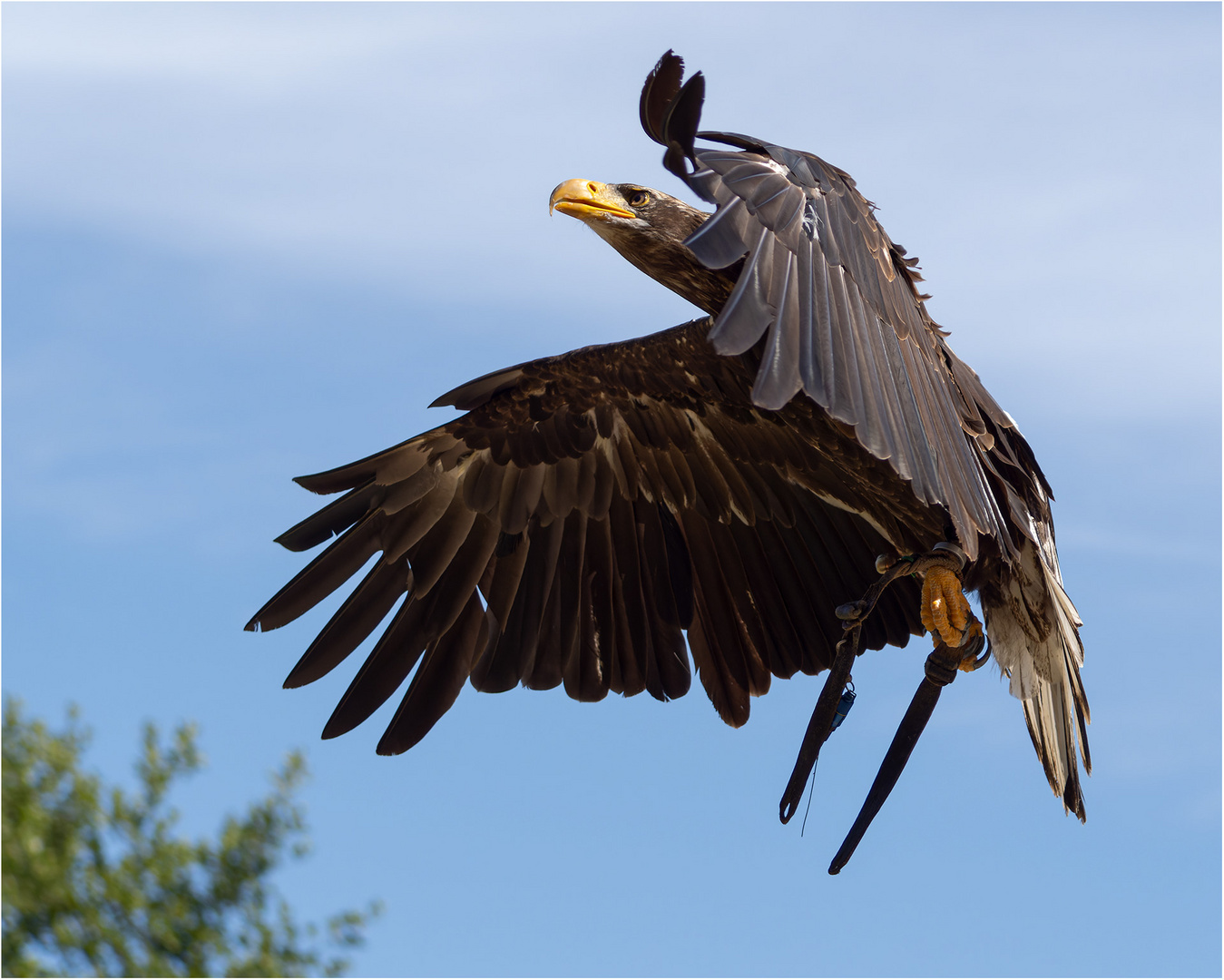 Weißkopfseeadler