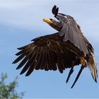 Weißkopfseeadler