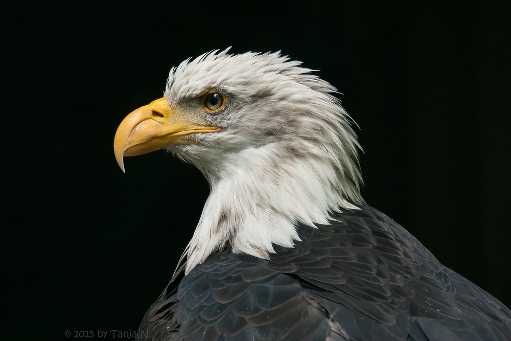 Weißkopfseeadler