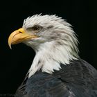 Weißkopfseeadler