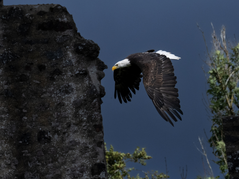 Weißkopfseeadler