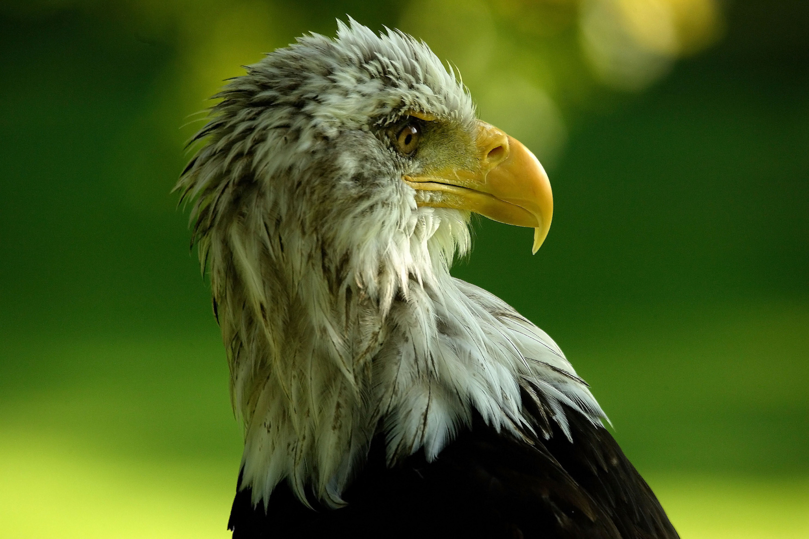 Weißkopfseeadler