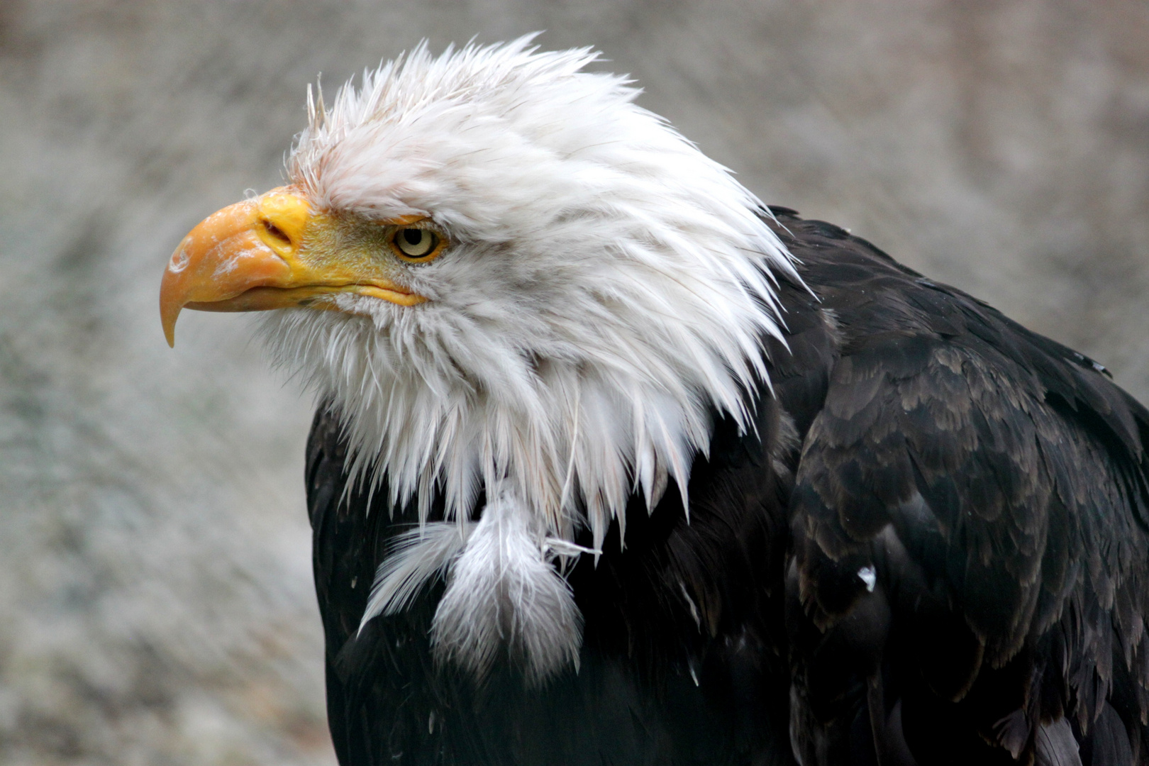 Weißkopfseeadler