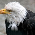 Weißkopfseeadler