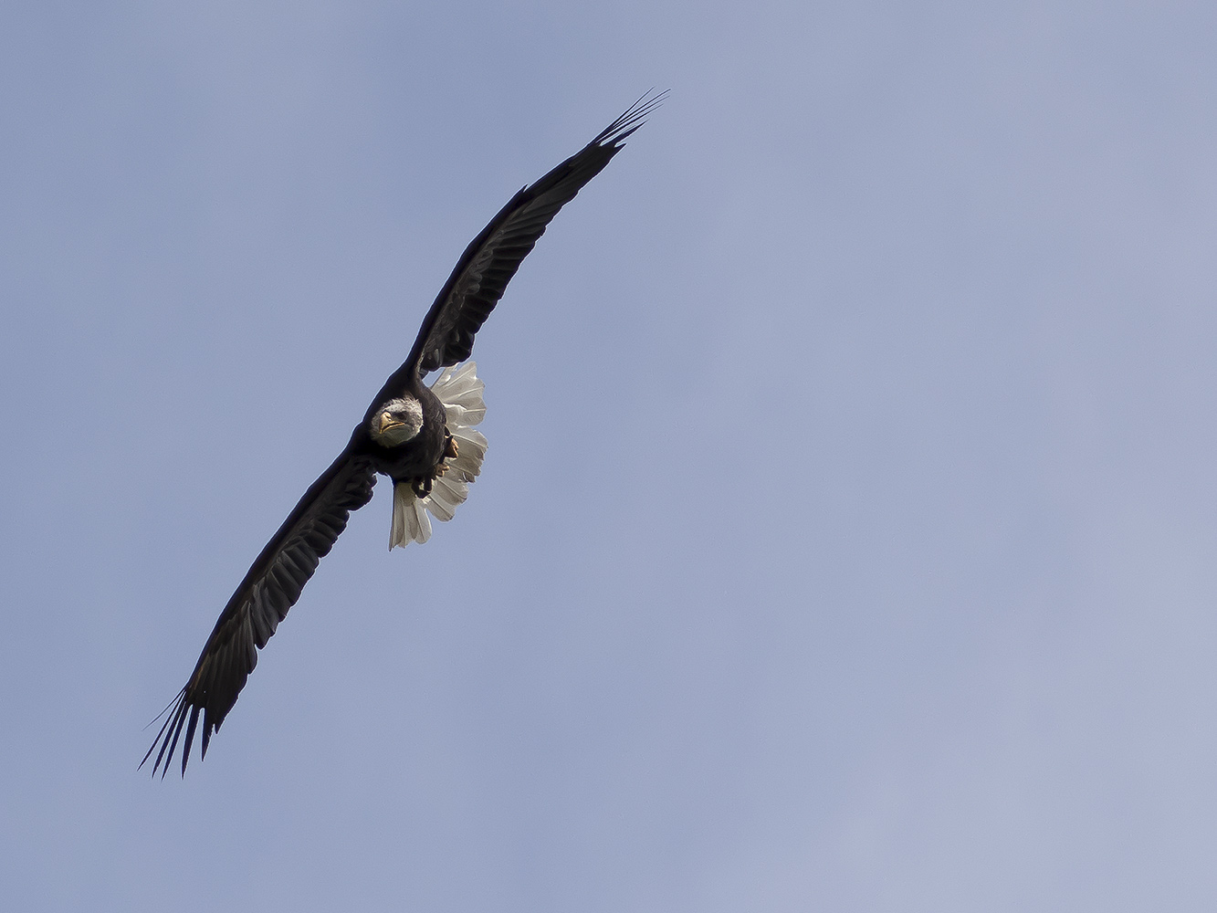 Weißkopfseeadler