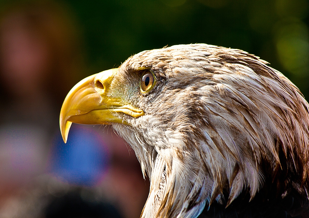 Weißkopfseeadler