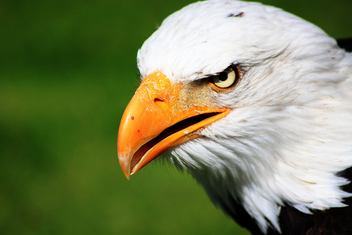 Weißkopfseeadler