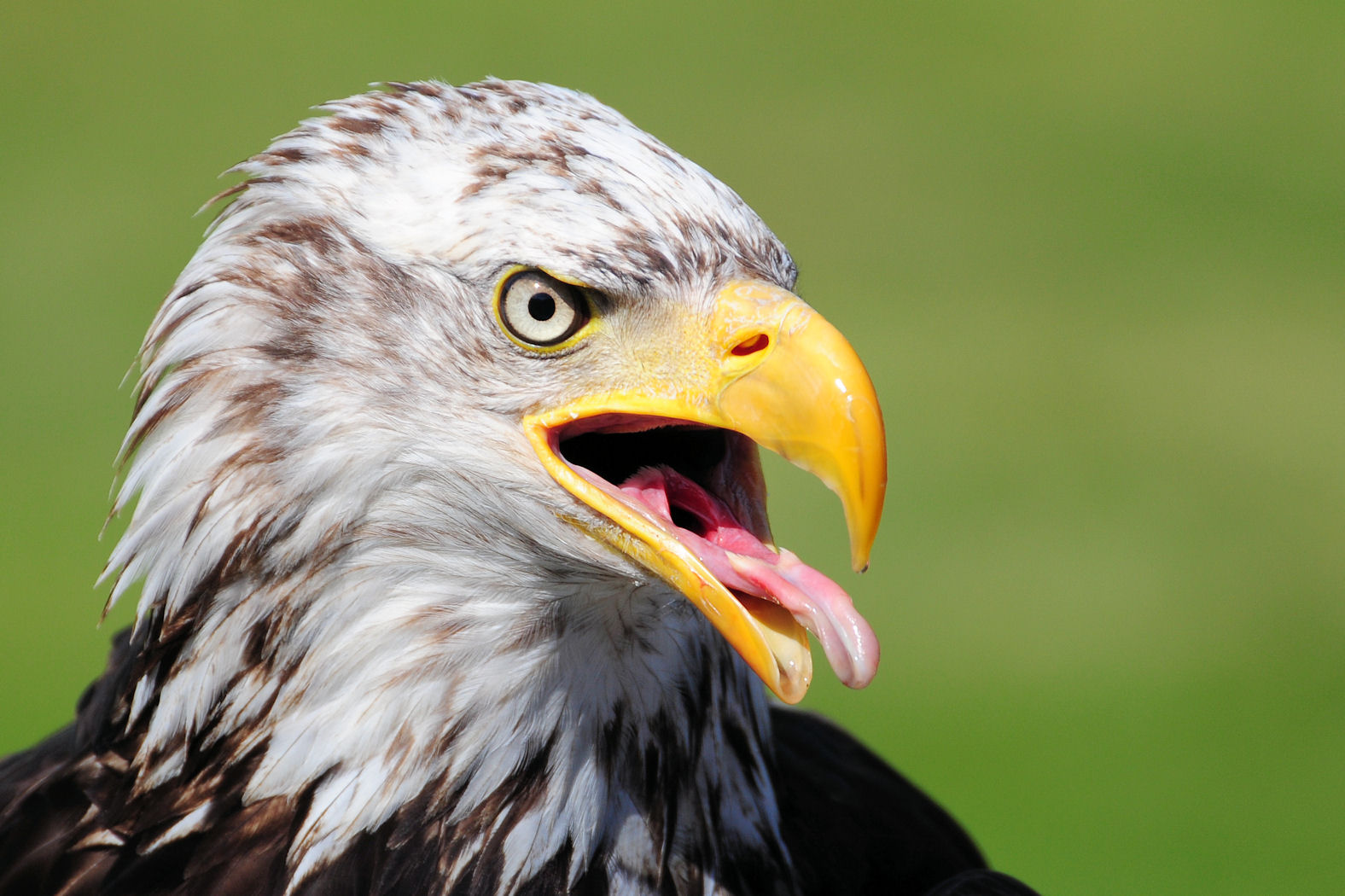 Weisskopfseeadler