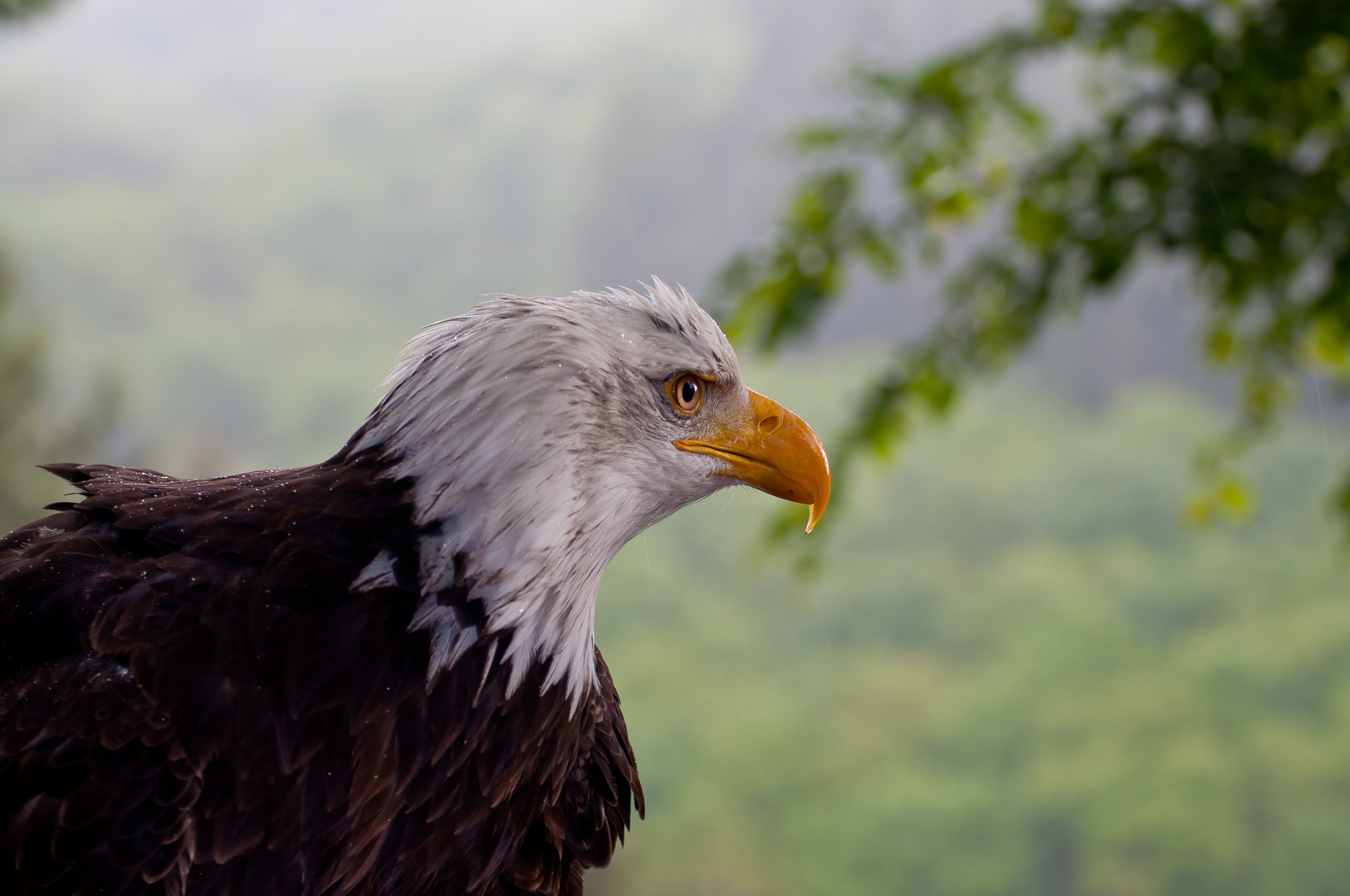 Weisskopfseeadler