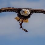 Weißkopfseeadler