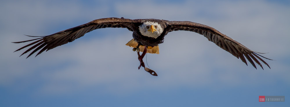 Weißkopfseeadler