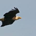 Weißkopfseeadler