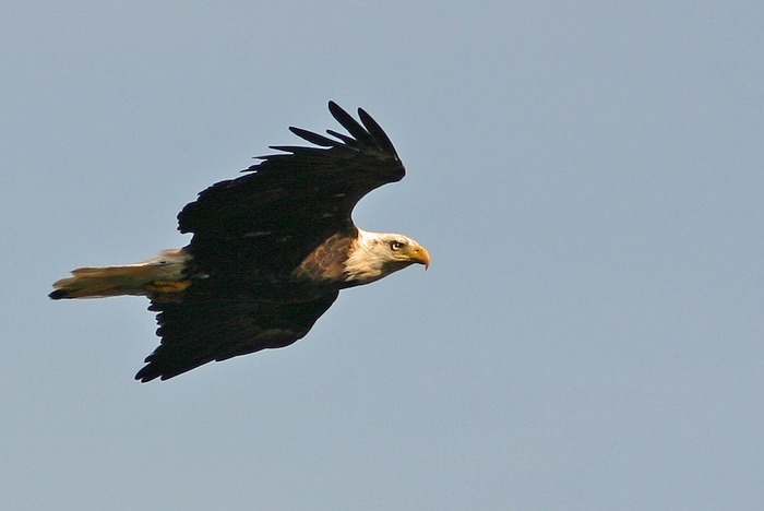 Weißkopfseeadler