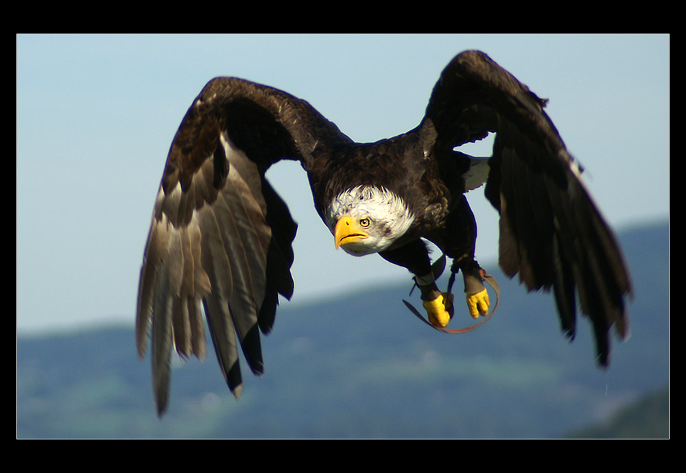 Weißkopfseeadler