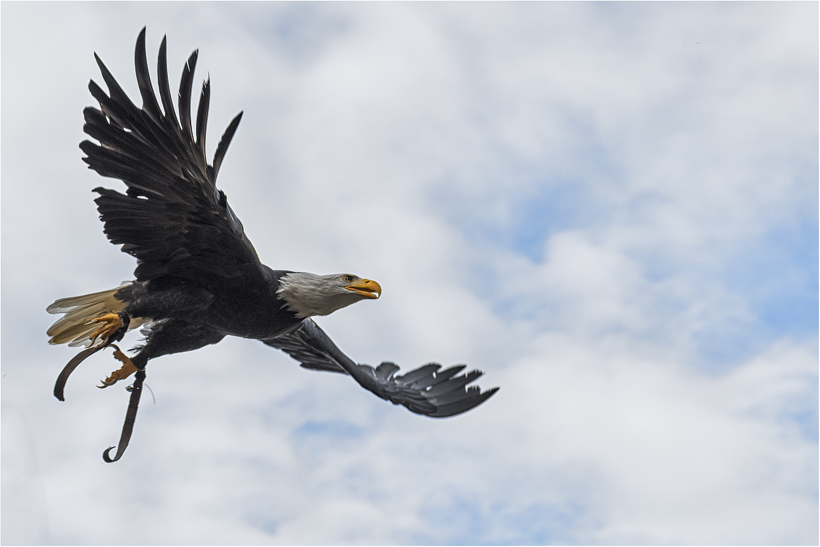 Weißkopfseeadler