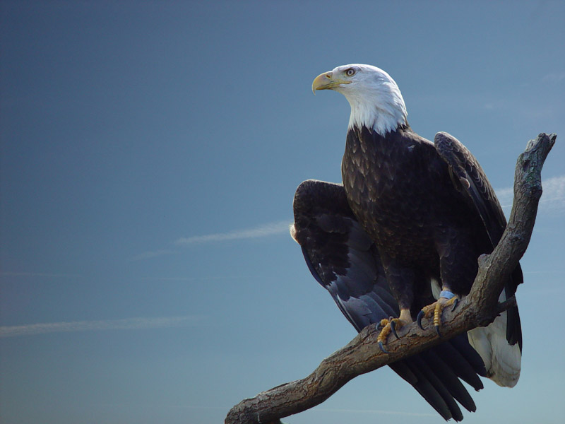 Weißkopfseeadler