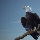 Weißkopfseeadler