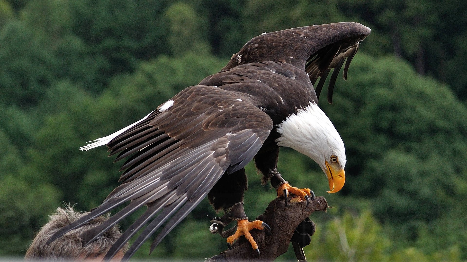 Weißkopfseeadler