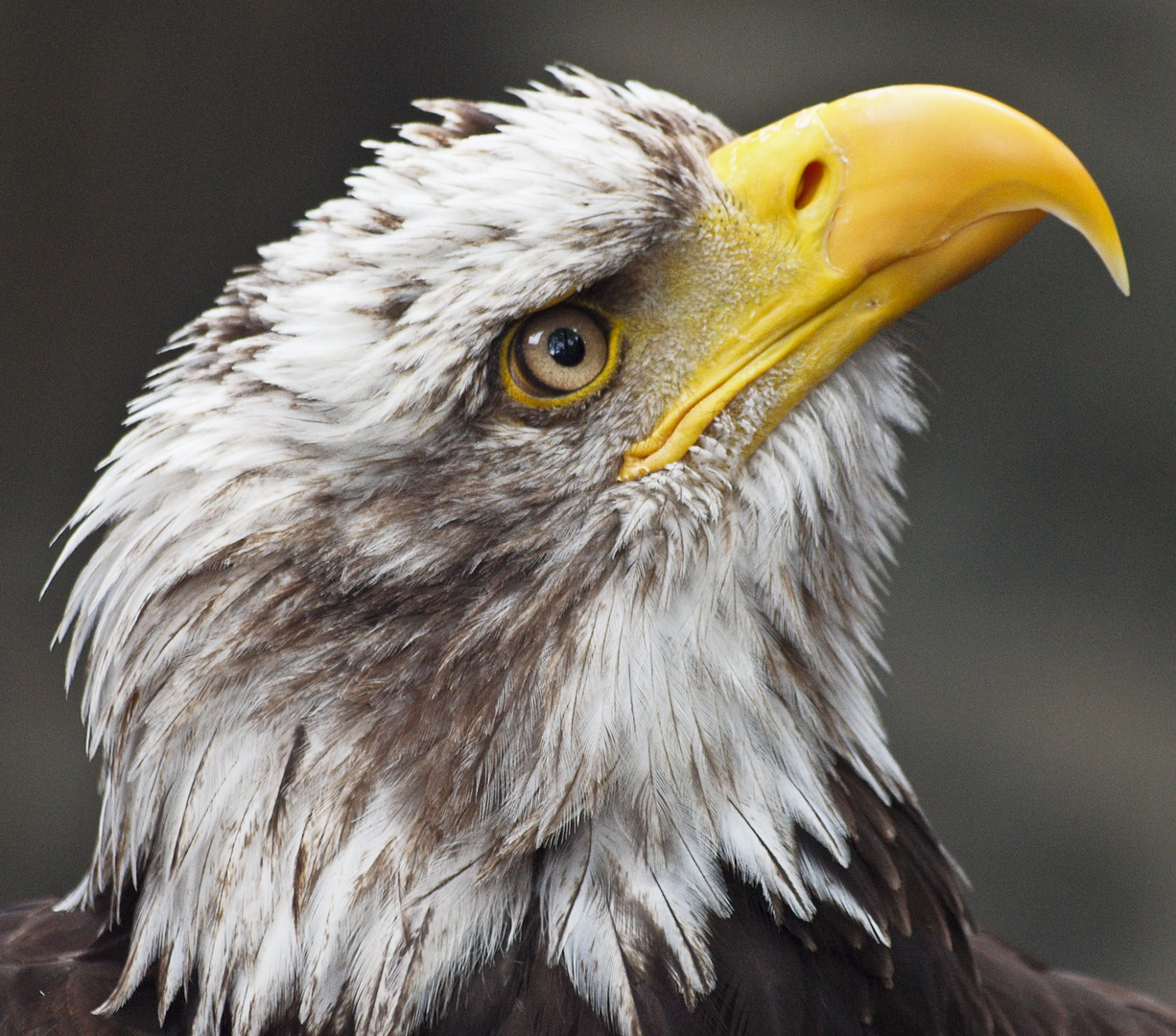 Weißkopfseeadler