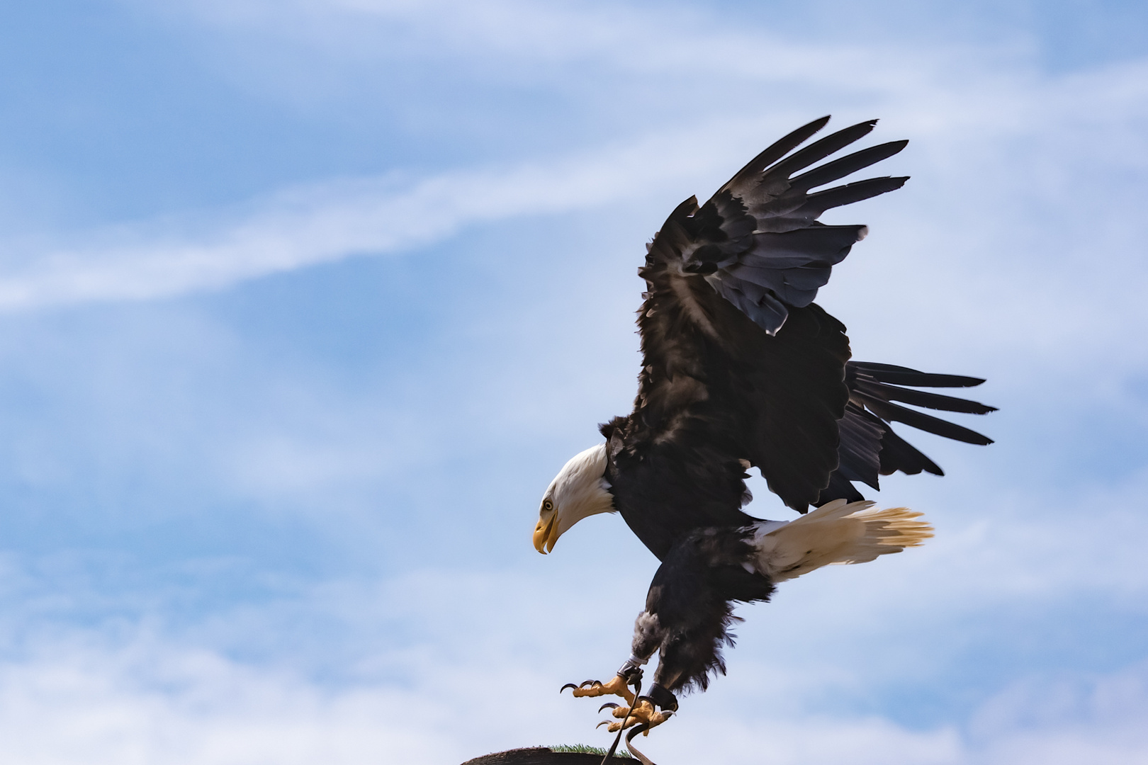 Weißkopfseeadler