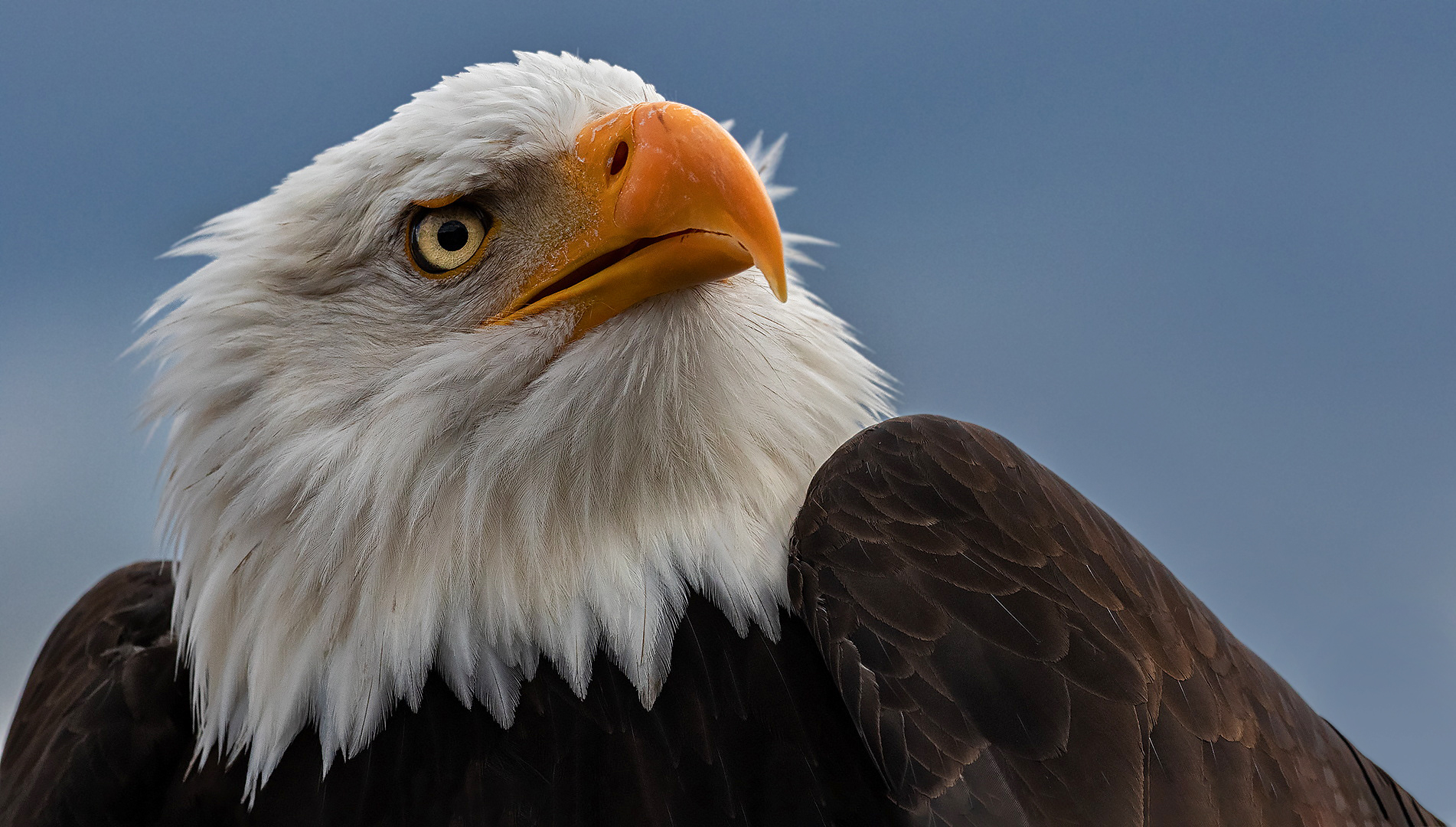 Weißkopfseeadler