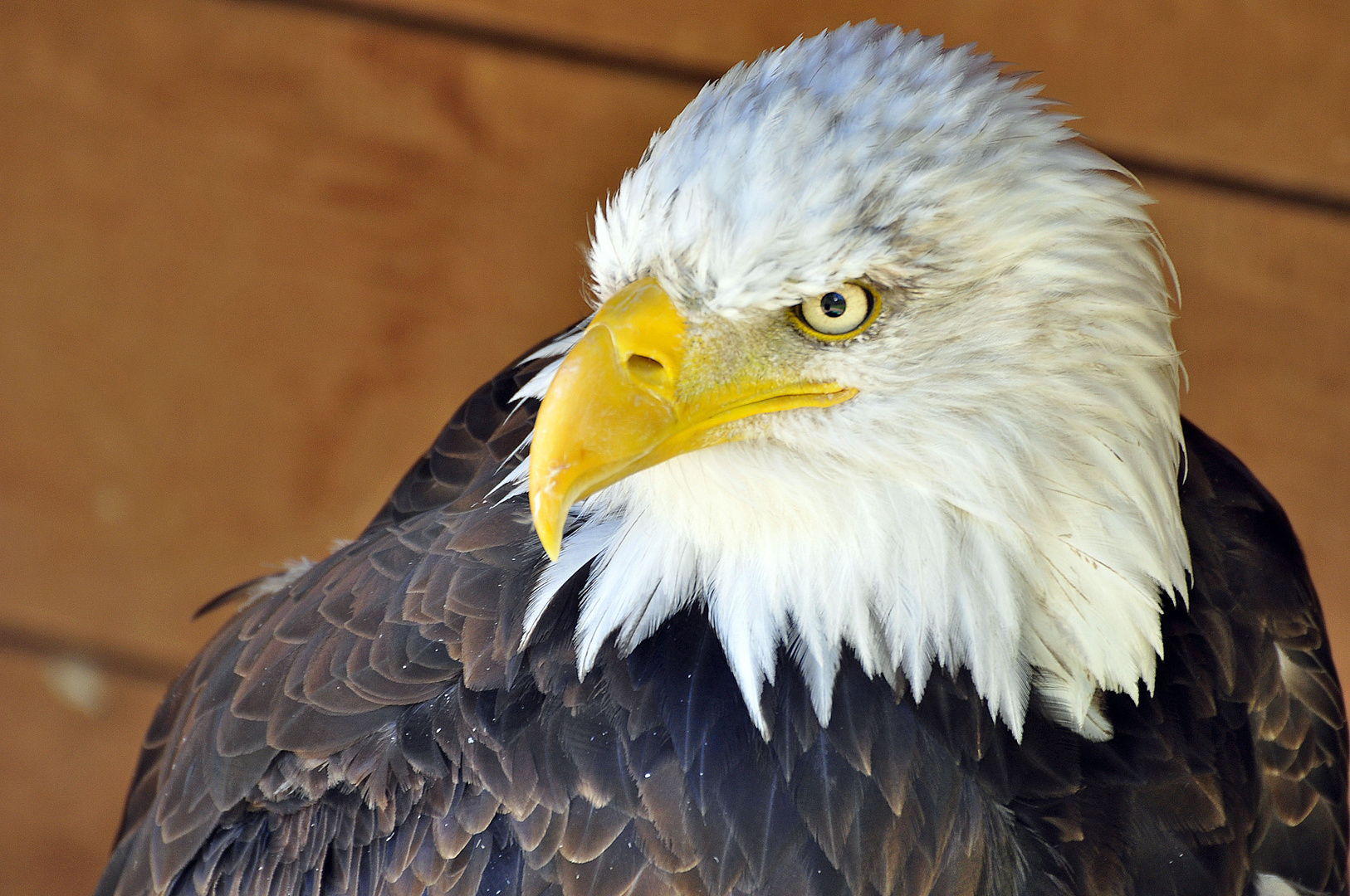 Weisskopfseeadler